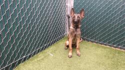 Shelter Stray Female Dog last seen , 11258 Garfield Ave, Downey, CA 90242, USA