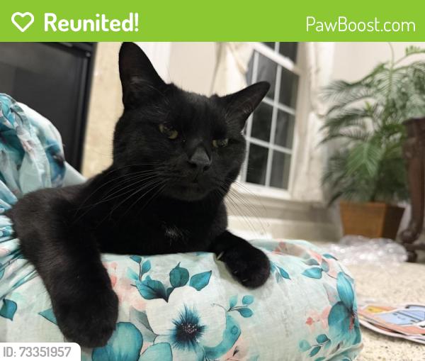 Reunited Male Cat last seen Inspiration Point Pl. and laurel Higlands place, Manassas, VA 20112
