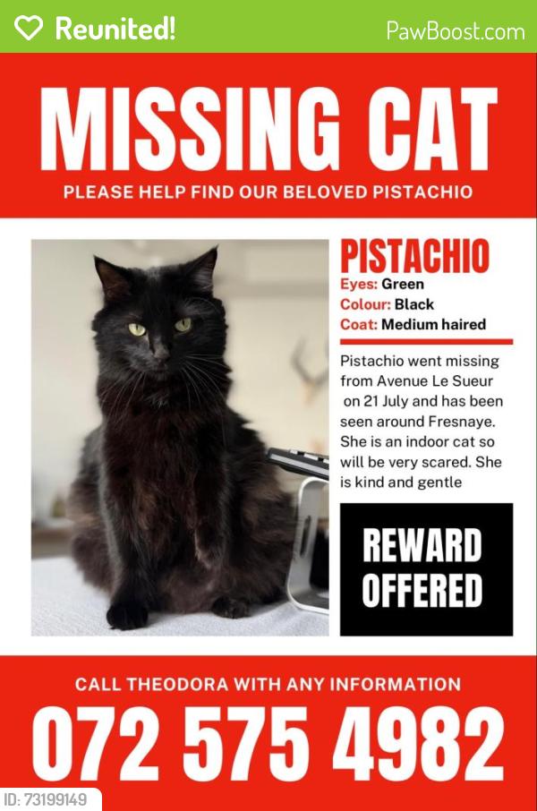 Reunited Female Cat last seen Corner of Avenue Le Sueur and Avenue La Croix, Fresnaye, Cape Town, WC 8005
