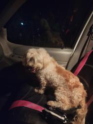 Found/Stray Unknown Dog last seen near the gas station at Troy Street and Sweetwater rd, Spring Valley, CA 91946
