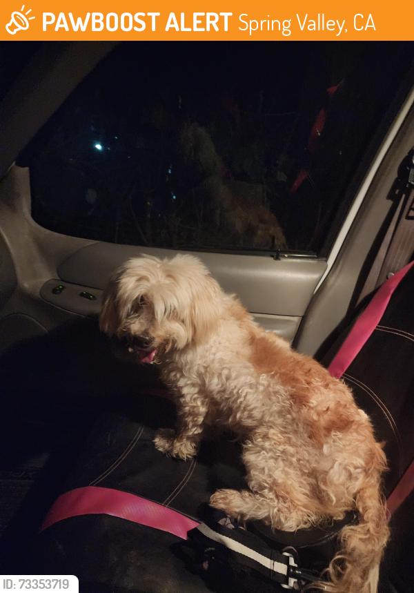 Found/Stray Unknown Dog last seen near the gas station at Troy Street and Sweetwater rd, Spring Valley, CA 91946