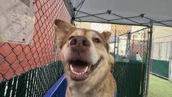 Shelter Stray Female Dog last seen Near 2nd Avenue, NEW YORK, NY, 10029, 326 E 110th St, New York, NY 10029, USA