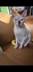 Reunited Male Cat last seen Between Worden and 288th, Willowick, OH 44095