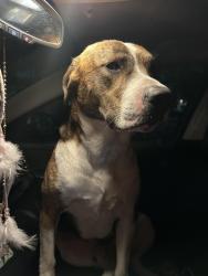 Reunited Male Dog last seen Grant St, Concord, CA 94520, USA, Concord, CA 94520