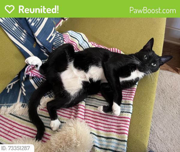 Reunited Male Cat last seen Colorado and Centinela, Santa Monica, CA 90404