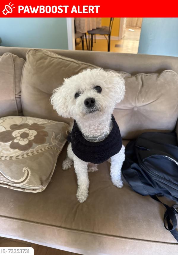 Lost Male Dog last seen Bassett Ave, Wilmington Manor, DE 19720