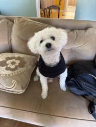 Lost Male Dog last seen Bassett Ave, Wilmington Manor, DE 19720