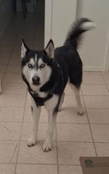 Reunited Male Dog last seen Grant & Campbell, Tucson, AZ 85719