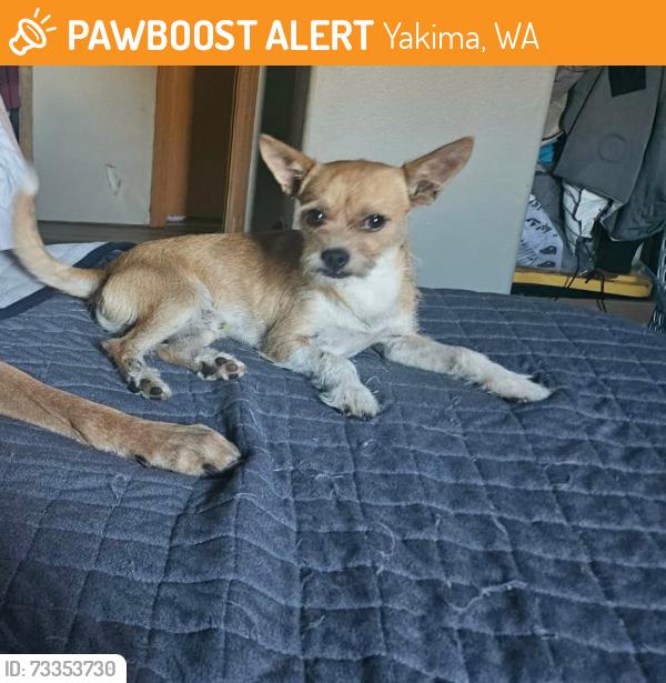 Found/Stray Male Dog last seen 16th ave and Grant st, Yakima, WA 98902