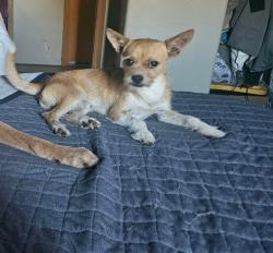 Found/Stray Male Dog last seen 16th ave and Grant st, Yakima, WA 98902