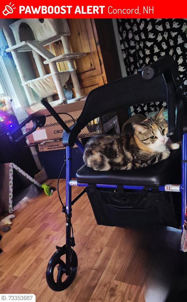 Lost Female Cat last seen In our home on 28 Downing St Concord NH, Concord, NH 03301