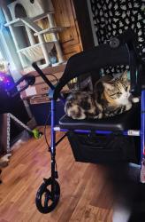 Lost Female Cat last seen In our home on 28 Downing St Concord NH, Concord, NH 03301