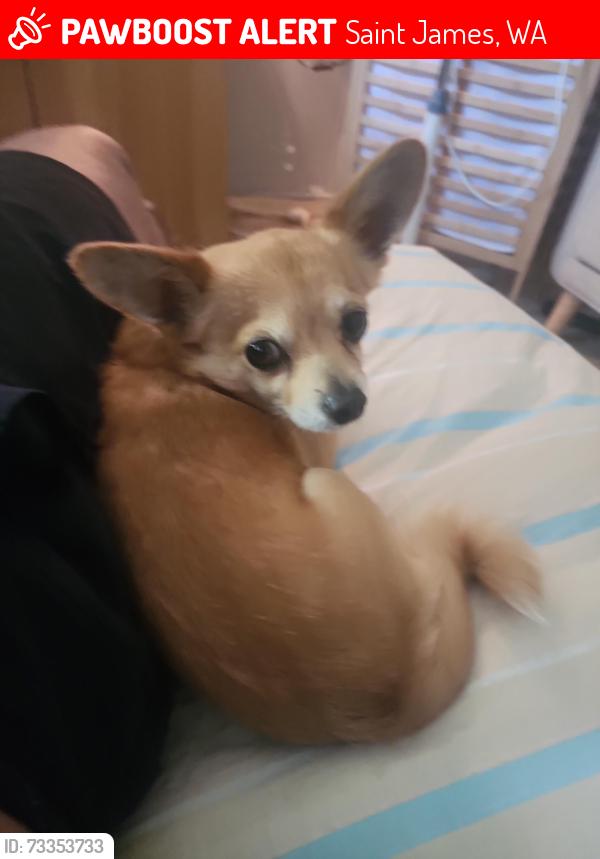 Lost Male Dog last seen Walpole st, Saint James, WA 6102