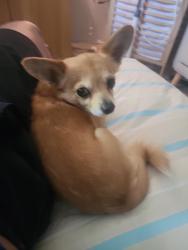 Lost Male Dog last seen Walpole st, Saint James, WA 6102