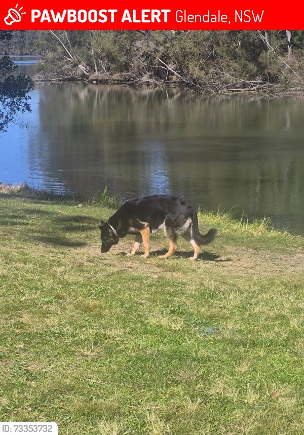 Lost Female Dog last seen Lake road Stockland shopping centre Glendale NSW, Glendale, NSW 2285