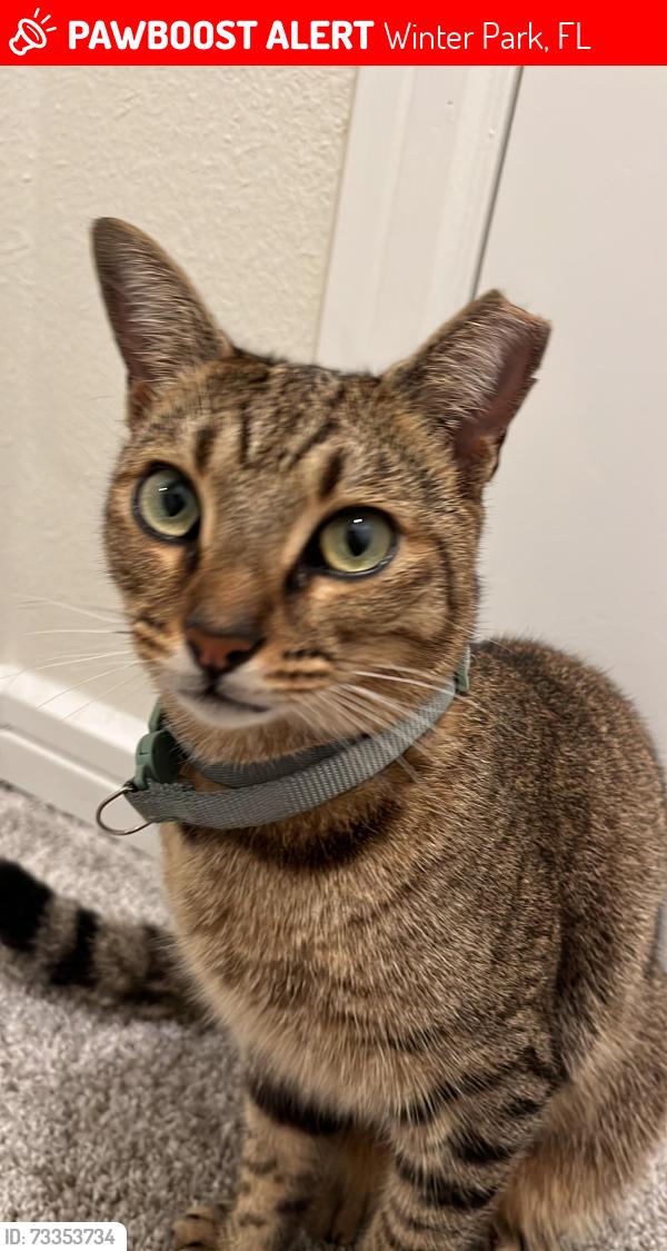 Lost Male Cat last seen Near canny cove dr, Winter Park, FL 32792