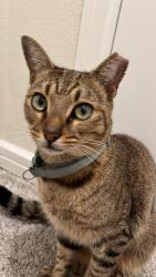 Reunited Male Cat last seen Near canny cove dr, Winter Park, FL 32792