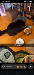 Reunited Male Cat last seen Andrew Dr, Sterling Heights, MI 48312
