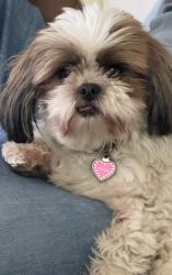 Reunited Female Dog last seen The Grove Frisco, Frisco, TX 75035