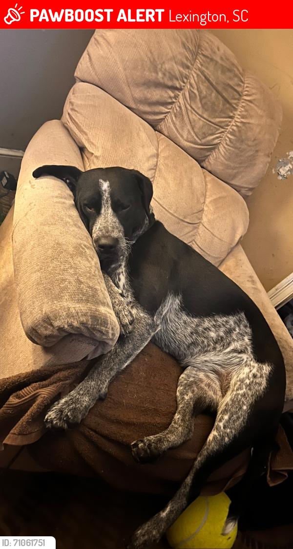 Lost Female Dog last seen Venice ct Gaston, sc, Lexington, SC 29072