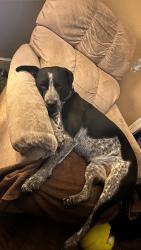 Lost Female Dog last seen Venice ct Gaston, sc, Lexington, SC 29072