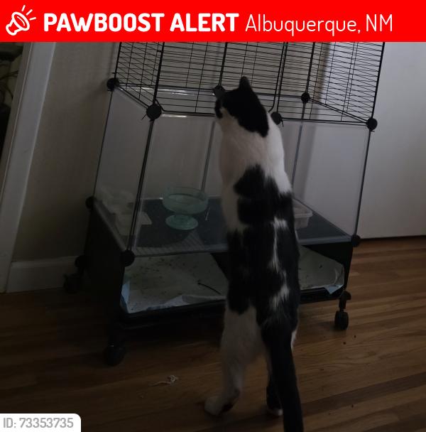 Lost Male Cat last seen Indian School and Towner, Albuquerque, NM 87104