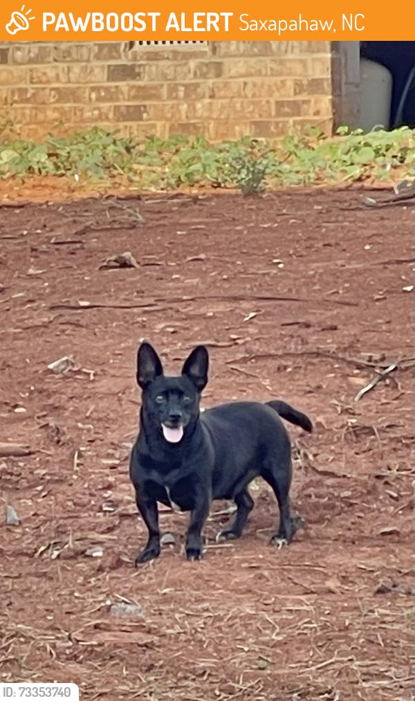 Found/Stray Male Dog last seen Near Salem woods drive Graham, Saxapahaw, NC 27253