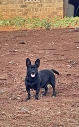 Found/Stray Male Dog last seen Near Salem woods drive Graham, Saxapahaw, NC 27253