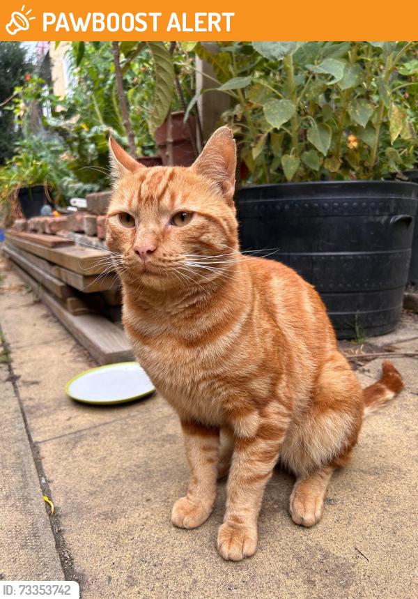 Found/Stray Unknown Cat last seen mare street, Greater London, England E8 3PA