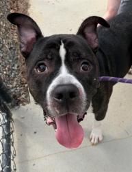 Shelter Stray Male Dog last seen CHARLOTTE, 8315 Byrum Dr, Charlotte, NC 28217, USA