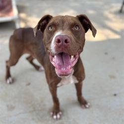 Shelter Stray Male Dog last seen CHARLOTTE, 8315 Byrum Dr, Charlotte, NC 28217, USA