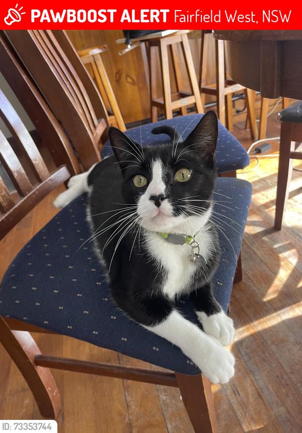 Lost Male Cat last seen Near Jordan Street behind Westfield Sports Highschool, Fairfield West, NSW 2165