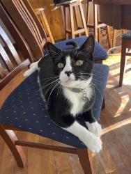 Lost Male Cat last seen Near Jordan Street behind Westfield Sports Highschool, Fairfield West, NSW 2165