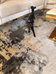 Found/Stray Female Cat last seen Childs Avenue, Drexel Hill, PA 19026