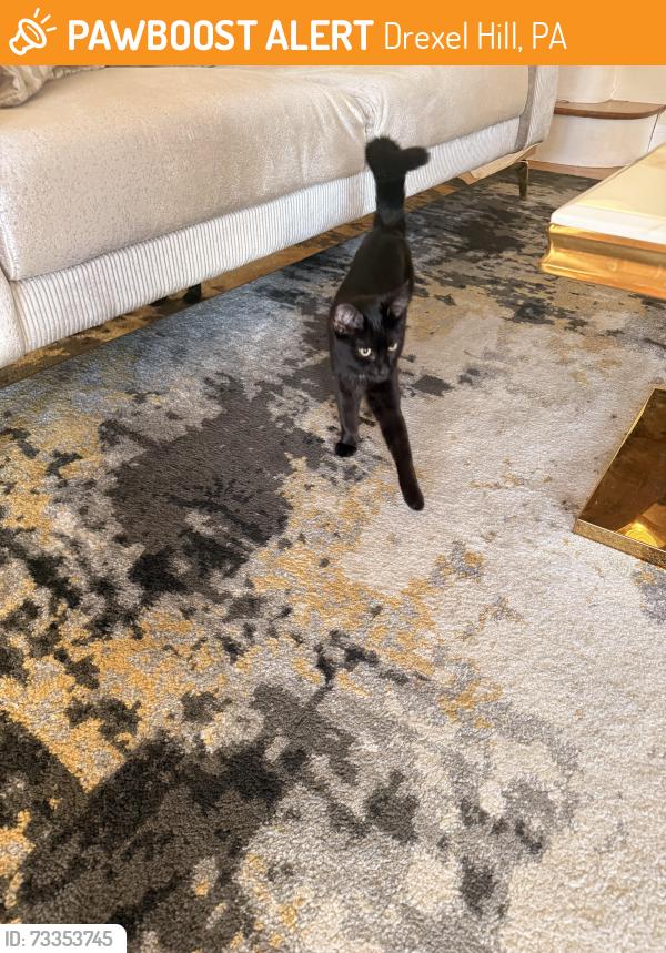 Found/Stray Female Cat last seen Childs Avenue, Drexel Hill, PA 19026
