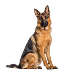 Found/Stray Unknown Dog last seen By airport!, Anderson, SC 29622