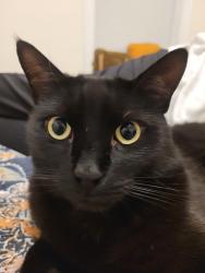 Lost Male Cat last seen Intersextion of Washington and Cornell Street, Boston, MA 02131