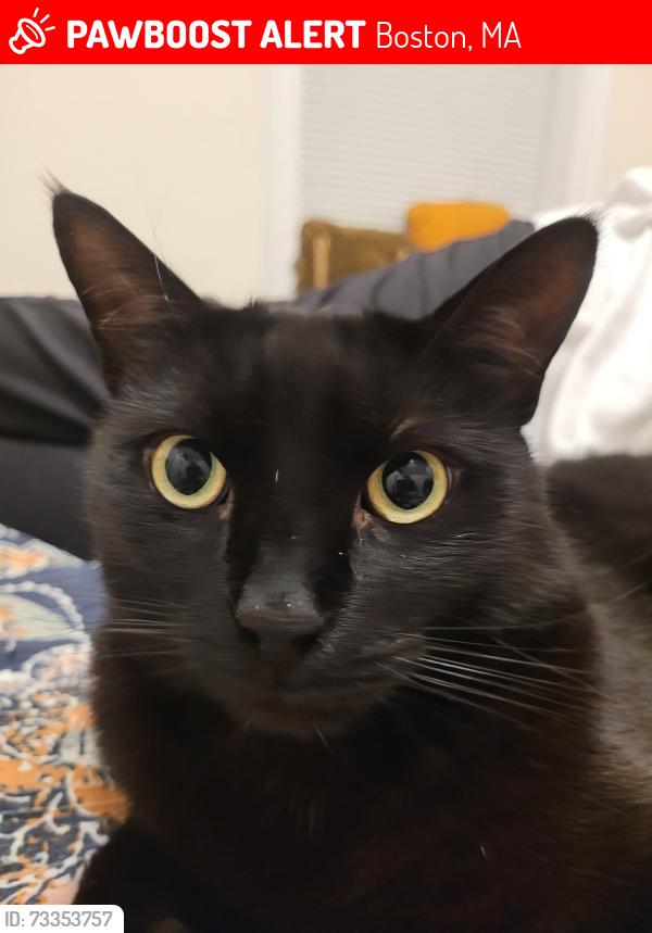 Lost Male Cat last seen Intersextion of Washington and Cornell Street, Boston, MA 02131