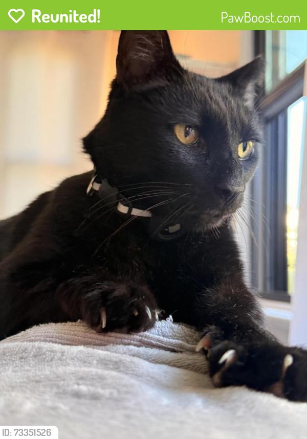 Reunited Male Cat last seen Ninth and Palm Ave, Huntington Beach, CA 92648