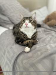 Lost Male Cat last seen Fawcett Road, Lower End, Southsea., Portsmouth, England 