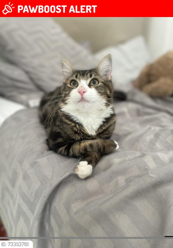 Lost Male Cat last seen Fawcett Road, Lower End, Southsea., Portsmouth, England 