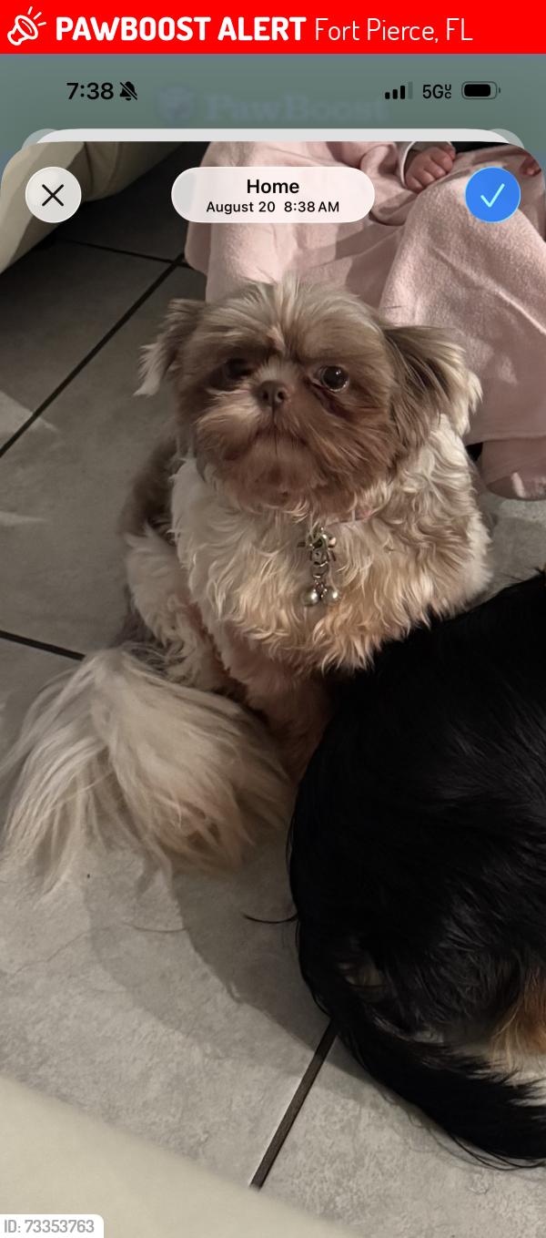 Lost Female Dog last seen Avalon crossing community, Fort Pierce, FL 34981