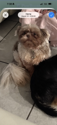 Lost Female Dog last seen Avalon crossing community, Fort Pierce, FL 34981