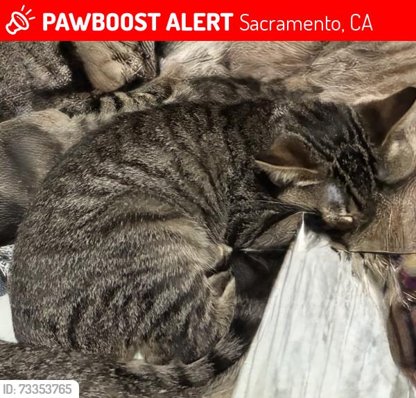 Lost Male Cat last seen Consumnes River Blvd and Center Parkway, Sacramento, CA 95823