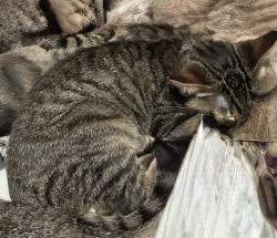Lost Male Cat last seen Consumnes River Blvd and Center Parkway, Sacramento, CA 95823