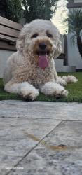 Lost Female Dog last seen 55Ave Camelback, Phoenix, AZ 85013