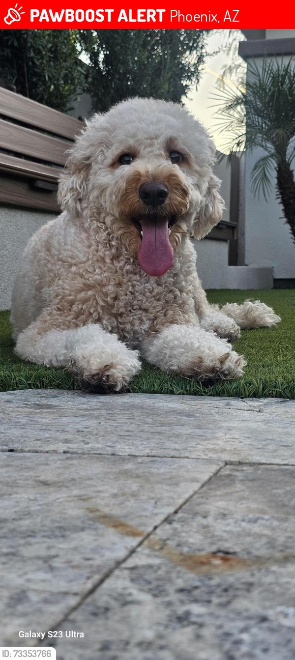 Lost Female Dog last seen 55Ave Camelback, Phoenix, AZ 85013