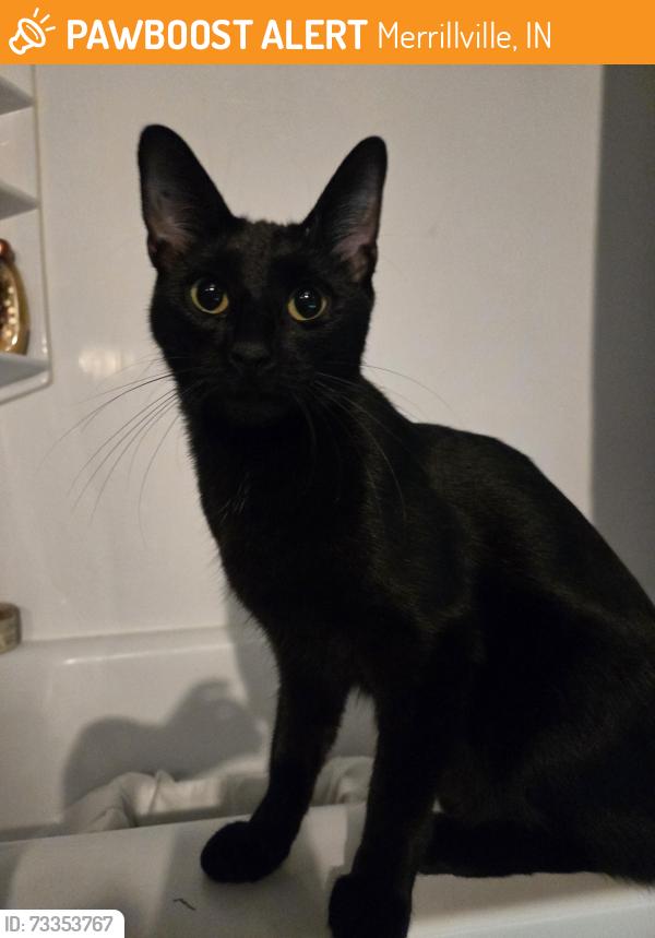 Found/Stray Unknown Cat last seen Rosenbalm park, Merrillville, IN 46410