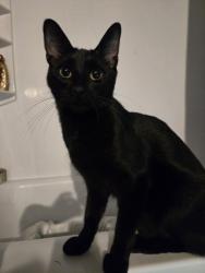 Found/Stray Unknown Cat last seen Rosenbalm park, Merrillville, IN 46410
