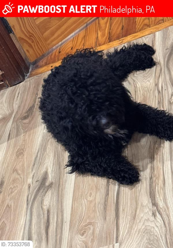 Lost Male Dog last seen Wharton, Philadelphia, PA 19146